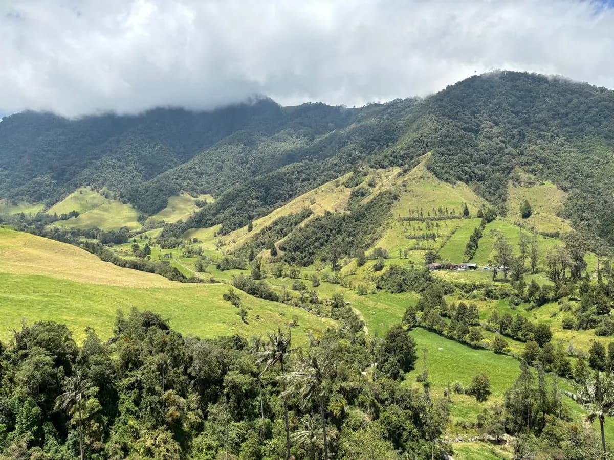 Colinas verdes cubiertas de cafetales en el Eje Cafetero colombiano